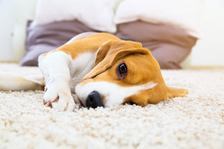 Carpet Cleaning Pet Danders