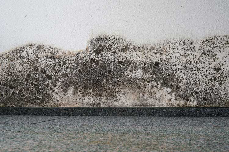 Mold Cleaning Adelaide